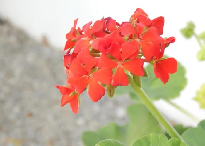 Pervoli